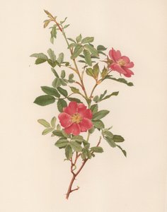 英国玫瑰